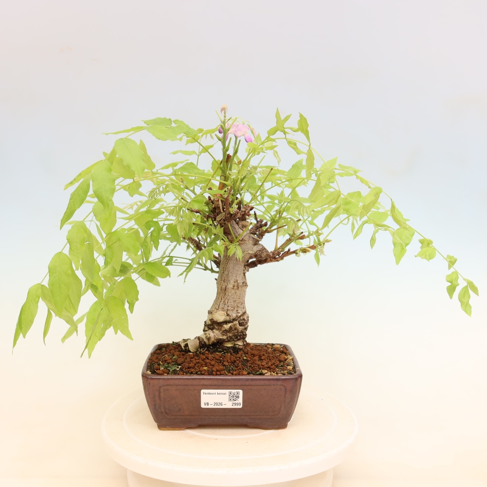 Bonsaï d'extérieur - Wisteria floribunda