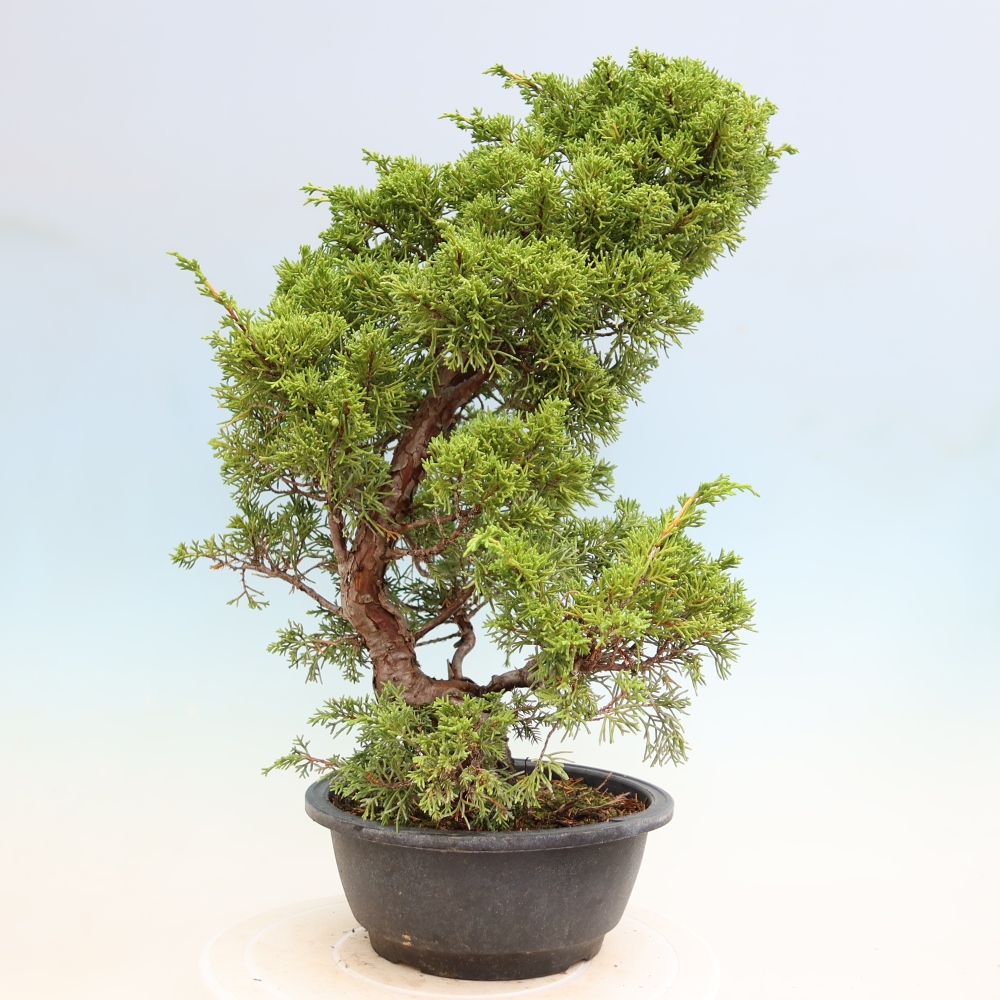 Bonsaï d'extérieur - Juniperus chinensis Itoigawa-Juniperus chinensis