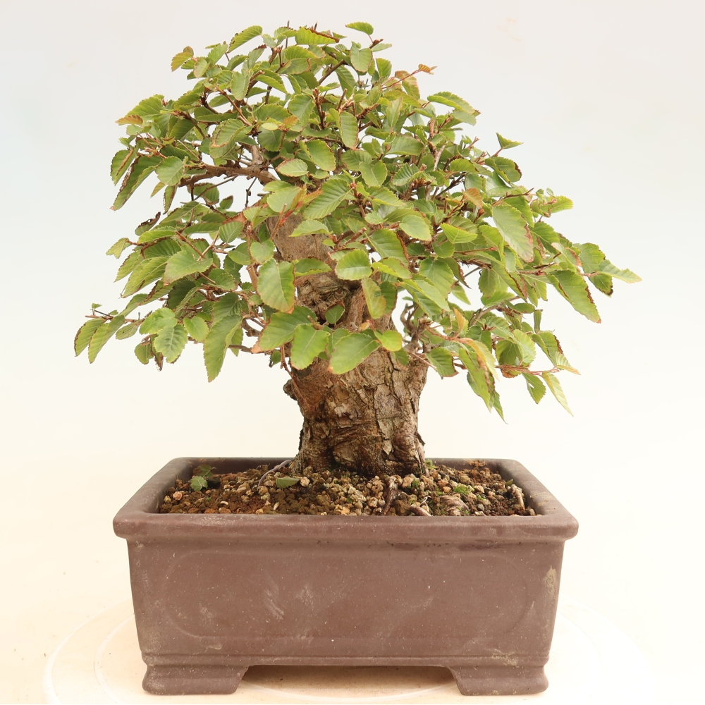 Bonsaï d'extérieur -Carpinus CARPINOIDES - Charme de Corée