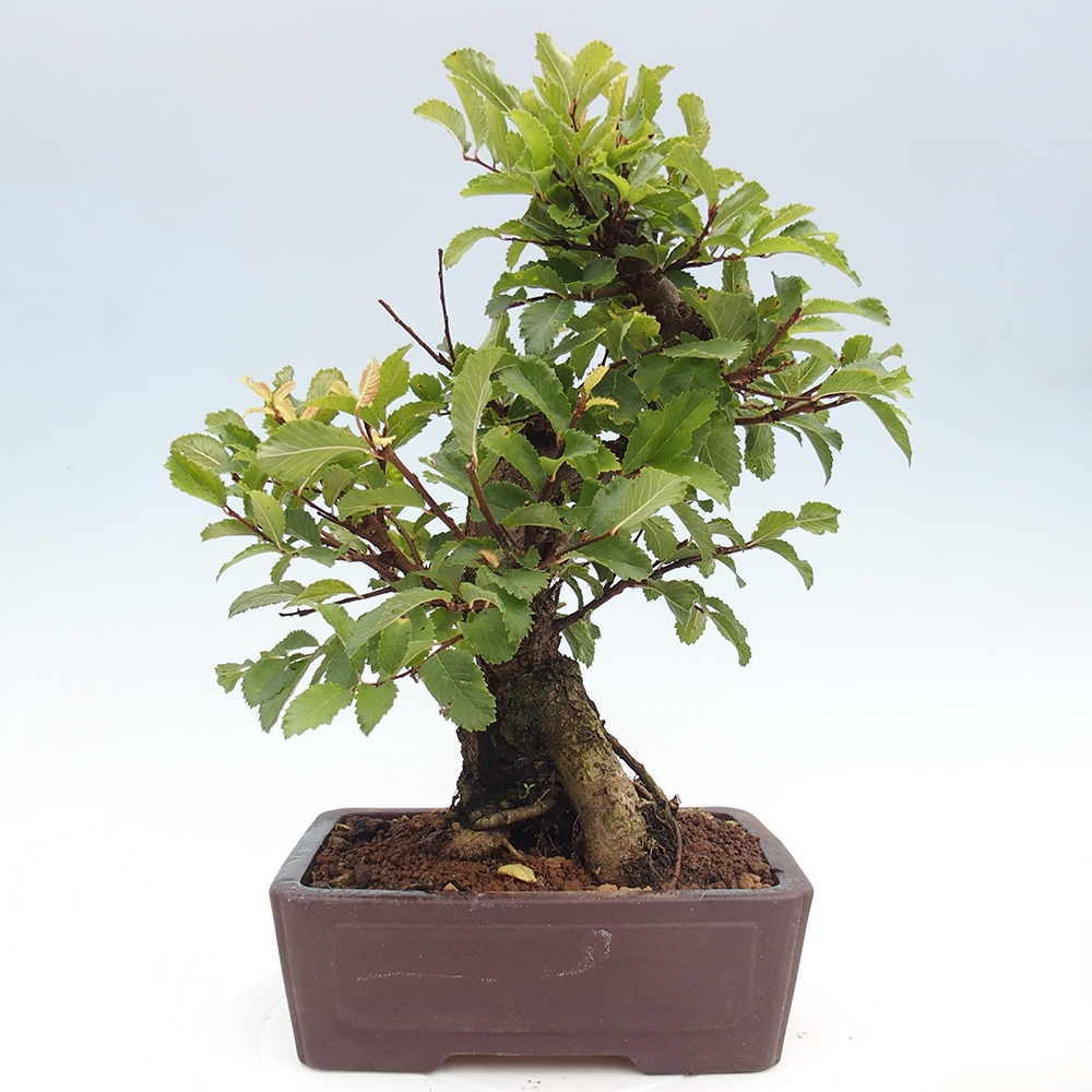 Bonsaï d'extérieur - Zelkova - Zelkova NIRE