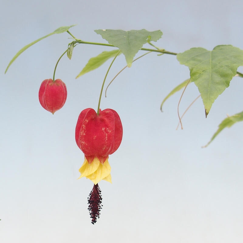 Bonsaï d'intérieur - Abutilon Big Bell - Cloudberry
