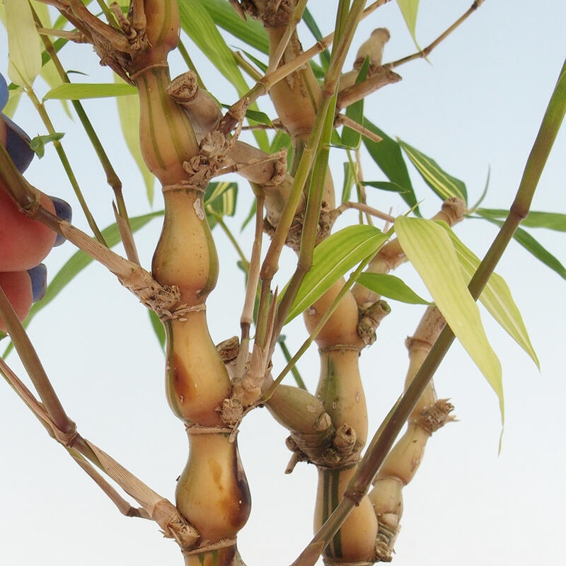 Bonsaï de chambre - Bamboo budha-Bamboo budha belly
