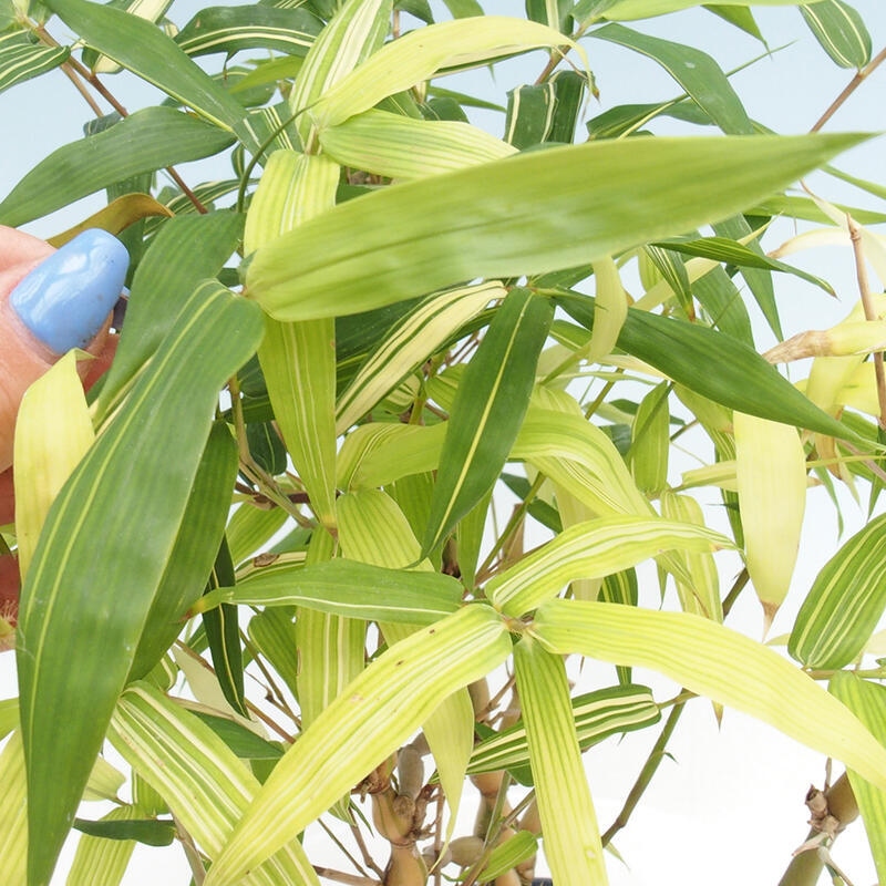 Bonsaï de chambre - Bamboo budha-Bamboo budha belly