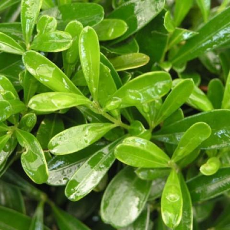 Bonsaï de chambre - Buxus harlandii - buxus liège