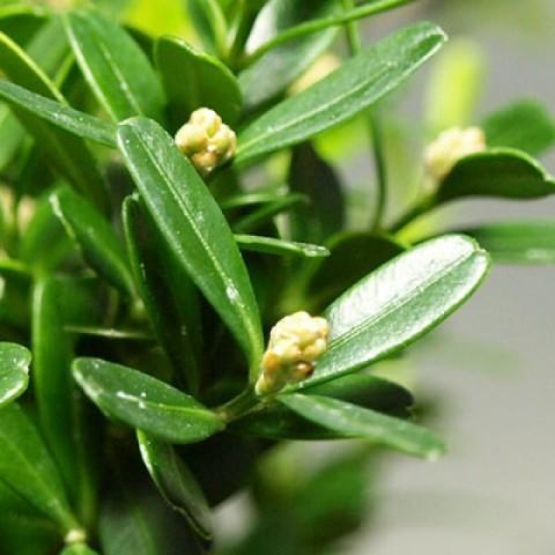 Bonsaï de chambre - Buxus harlandii - buxus liège
