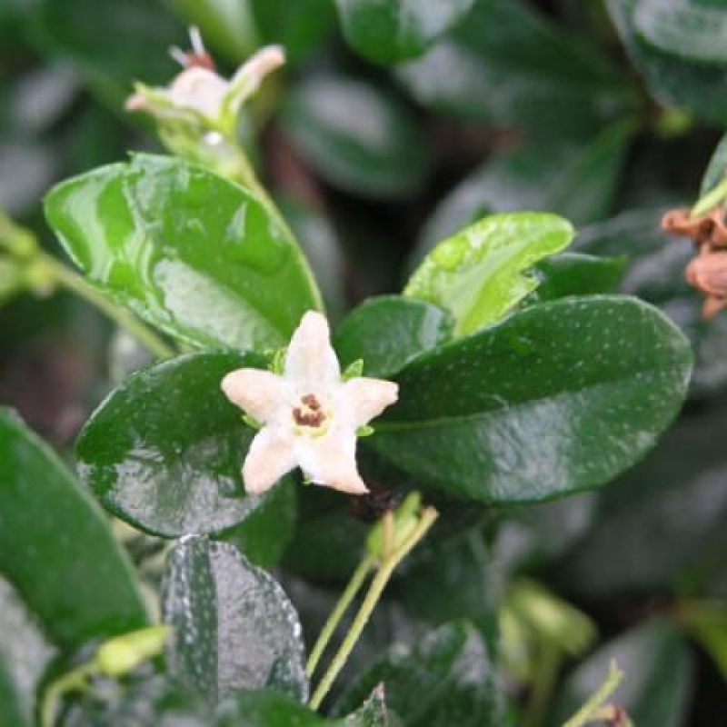 Bonsaï de chambre - Carmona macrophylla - Tea fuki