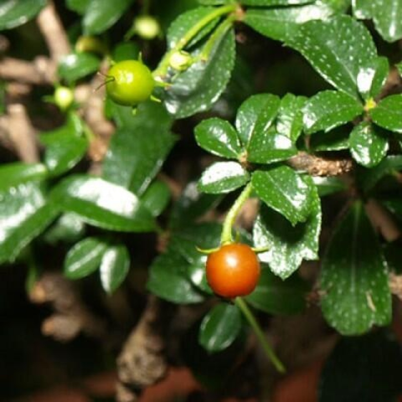 Bonsaï de chambre - Carmona macrophylla - Tea fuki