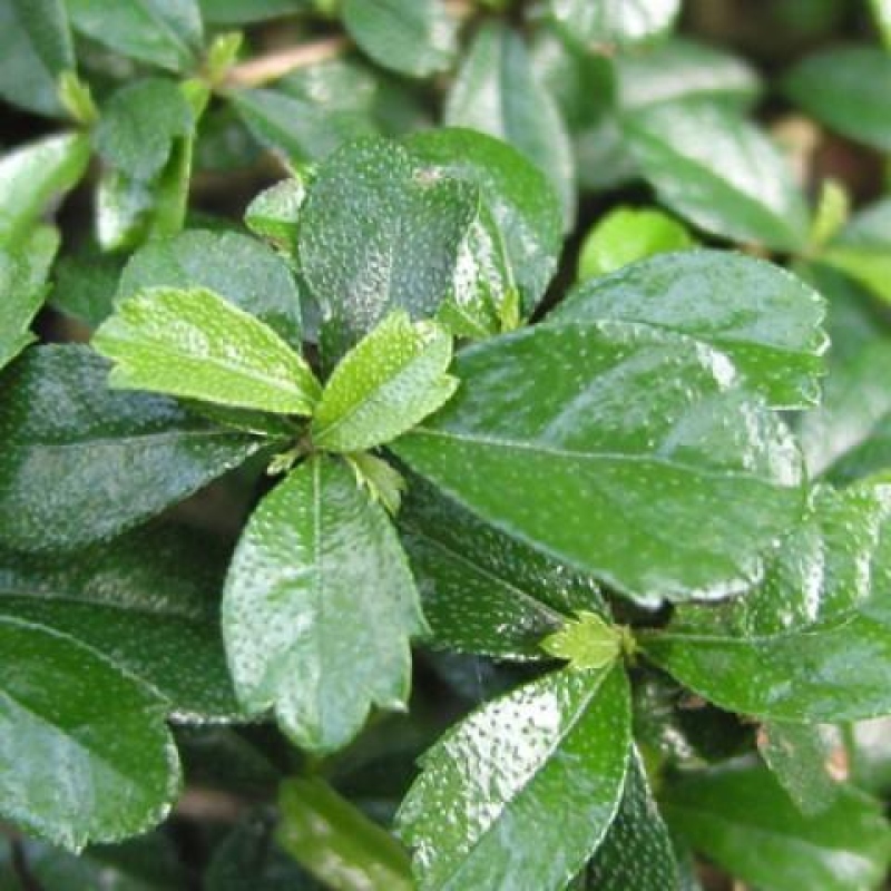 Bonsaï de chambre - Carmona macrophylla - Tea fuki
