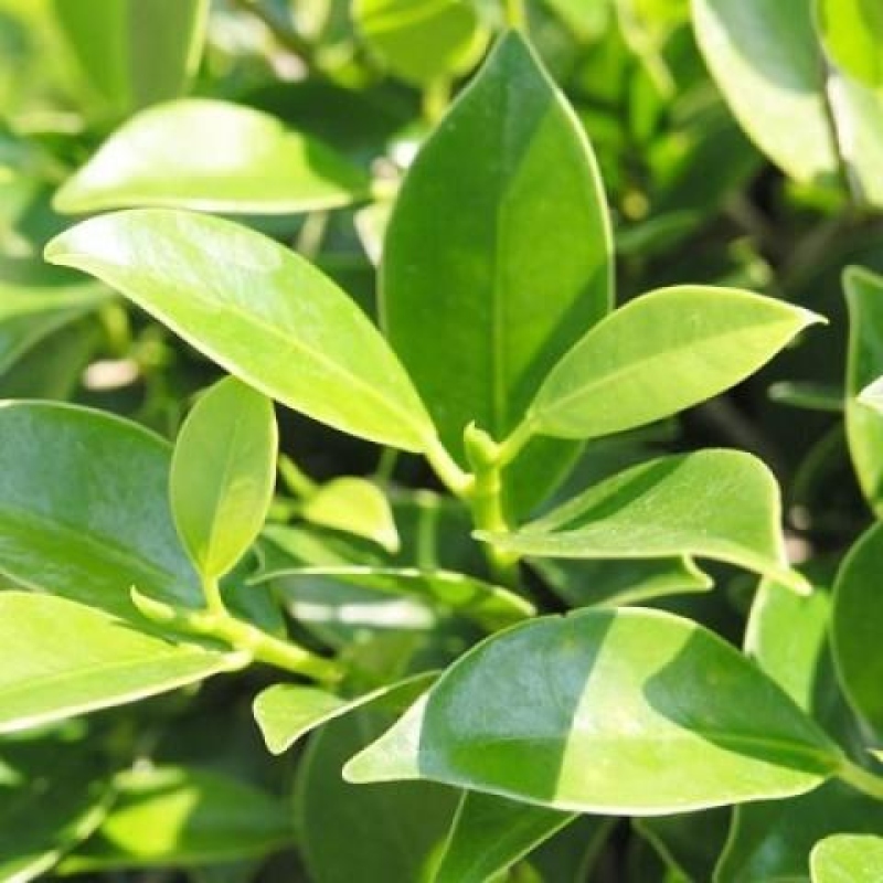 Salle bonsaï - Ficus kimmen - ficus à petites feuilles