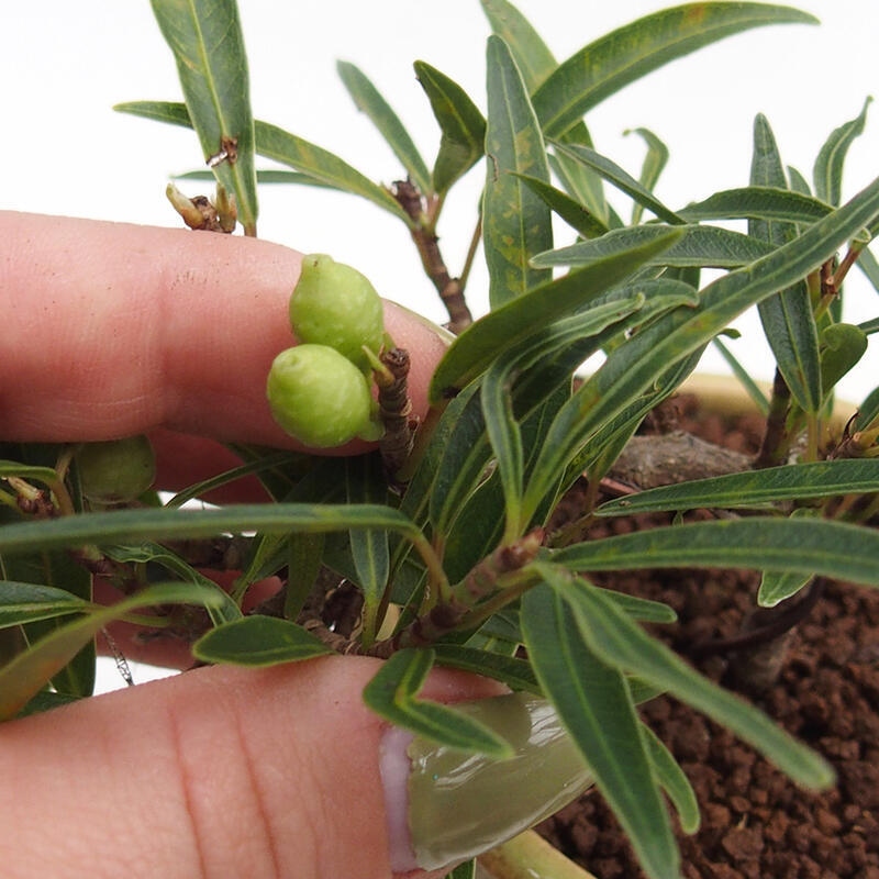 Salle bonsaï - Ficus nerifolia - ficus à petites feuilles