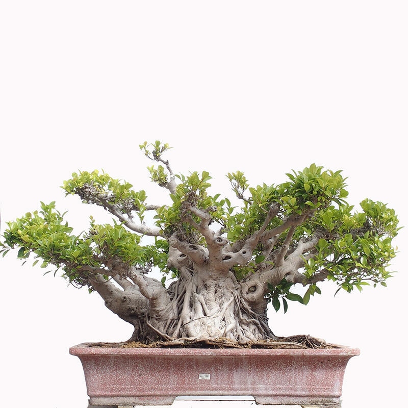 Salle bonsaï - Ficus retusa - ficus à petites feuilles