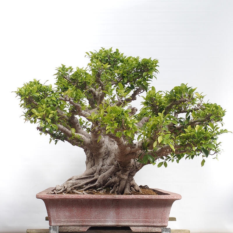 Salle bonsaï - Ficus retusa - ficus à petites feuilles