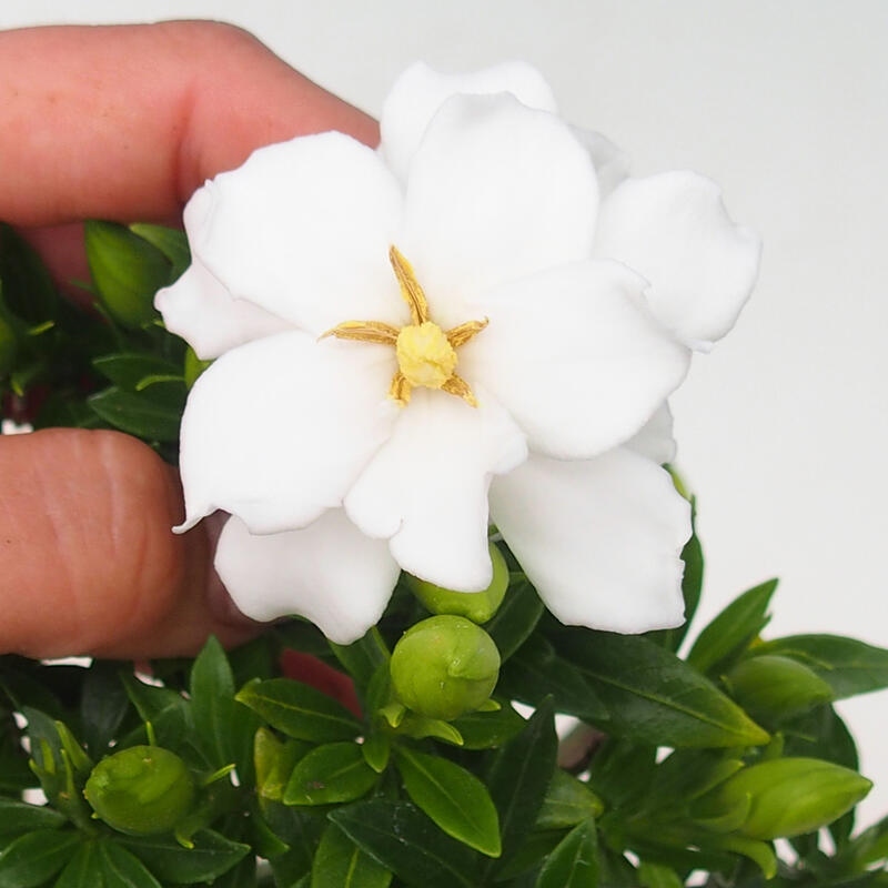 Bonsaï de chambre - Gardenia jasminoides-Gardenia