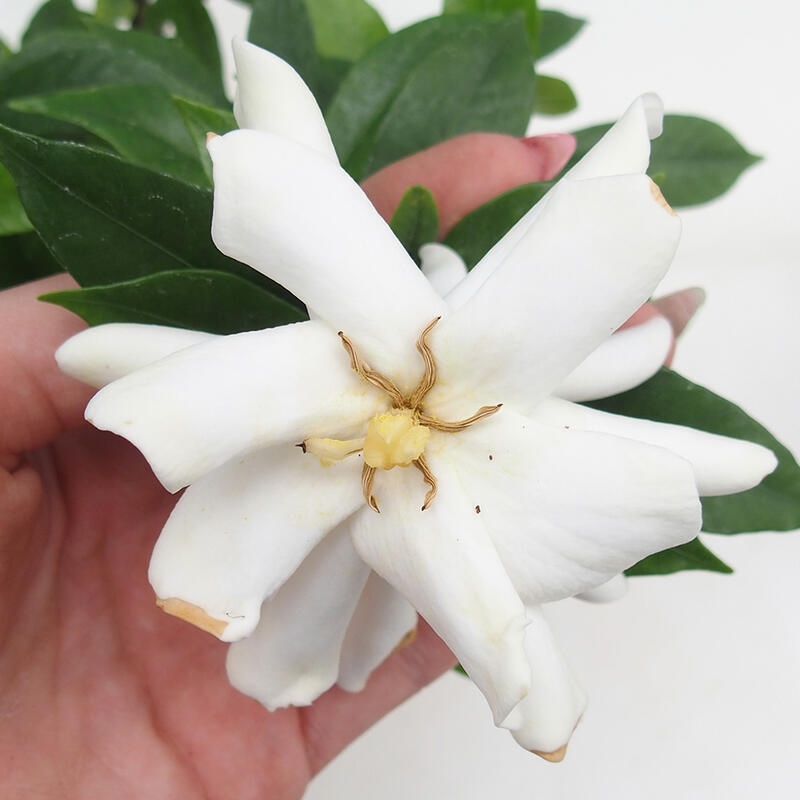 Bonsaï de chambre - Gardenia jasminoides-Gardenia