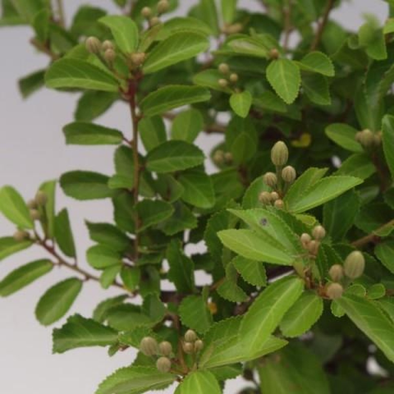 Bonsaï d'intérieur - Grewia occidentalis - Étoile de mer à la lavande
