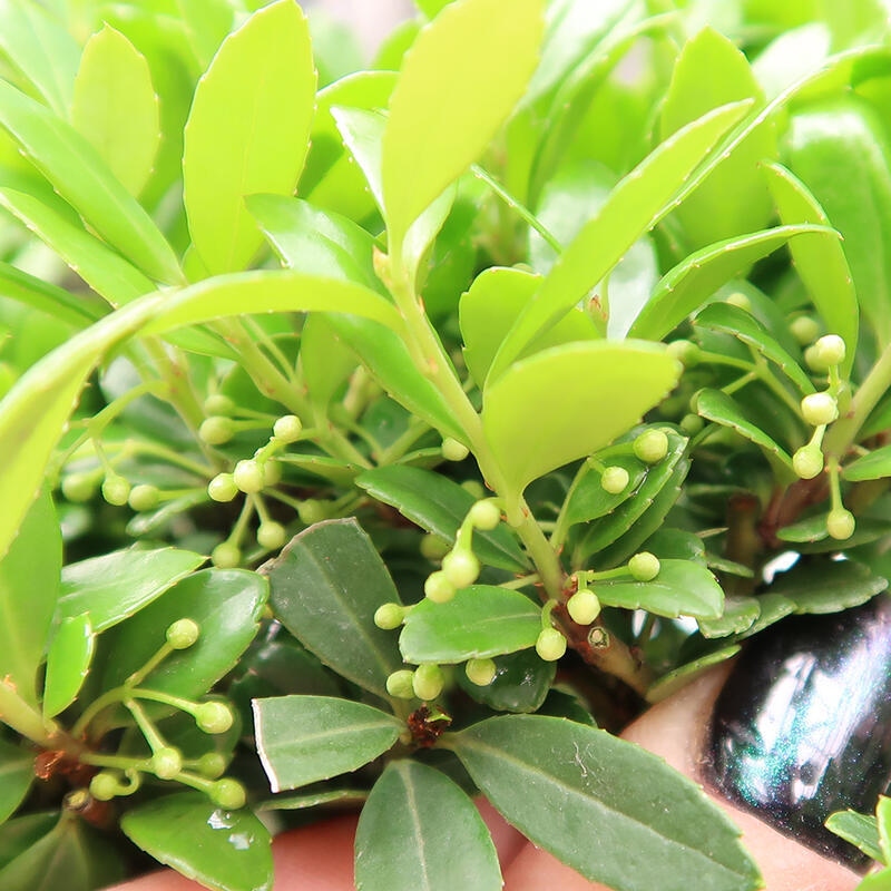 Bonsaï de chambre - Ilex crenata - Houx