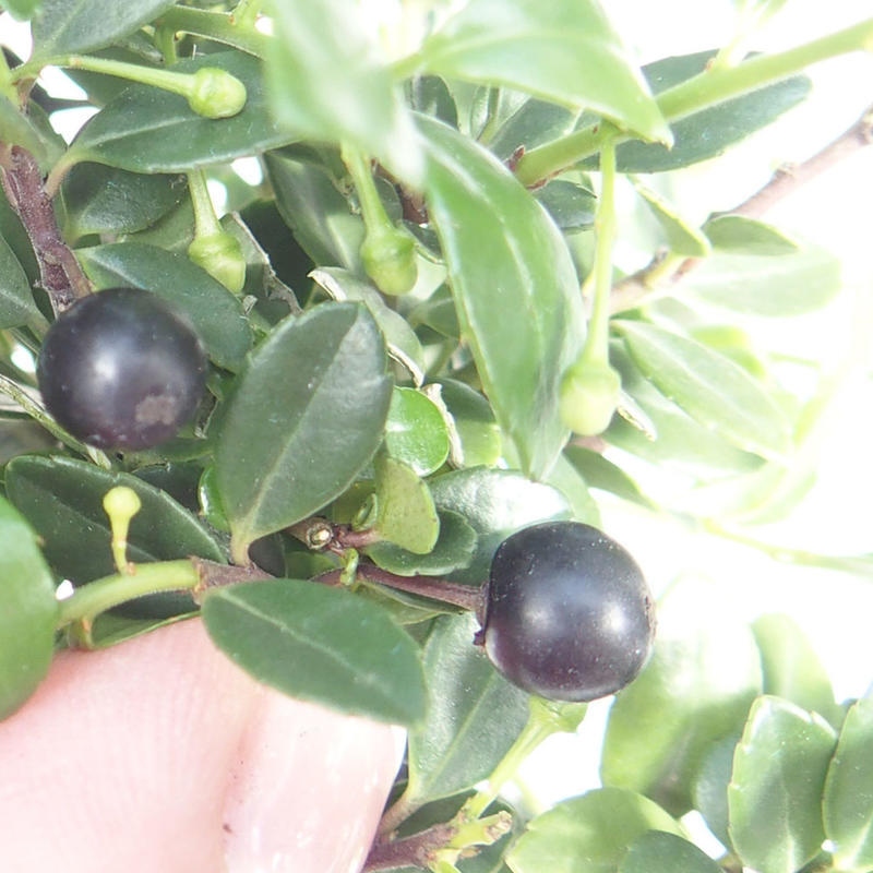 Kokedama avec soucoupe - Ilex crenata - Houx