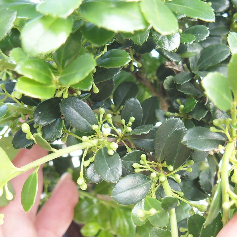 Kokedama avec soucoupe - Ilex crenata - Houx