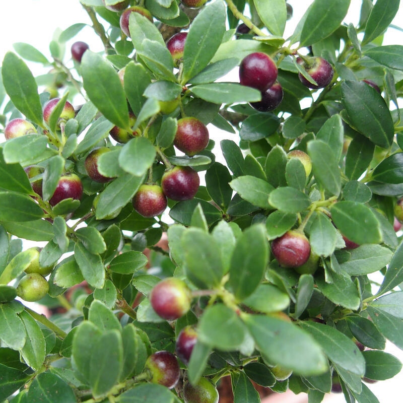 Bonsaï de chambre - Ilex crenata - Houx