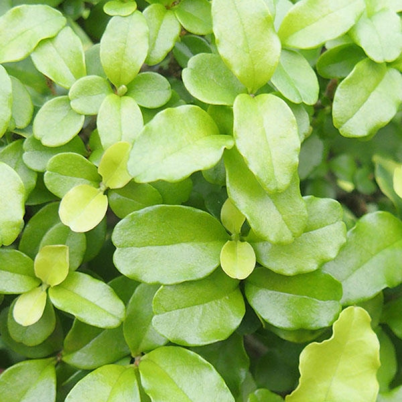 Bonsaï de chambre -Ligustrum retusa - bec d'oiseau à petites feuilles