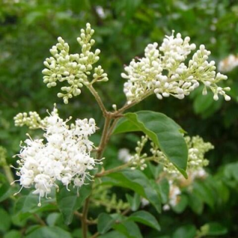 Bonsaï de chambre -Ligustrum retusa - bec d'oiseau à petites feuilles