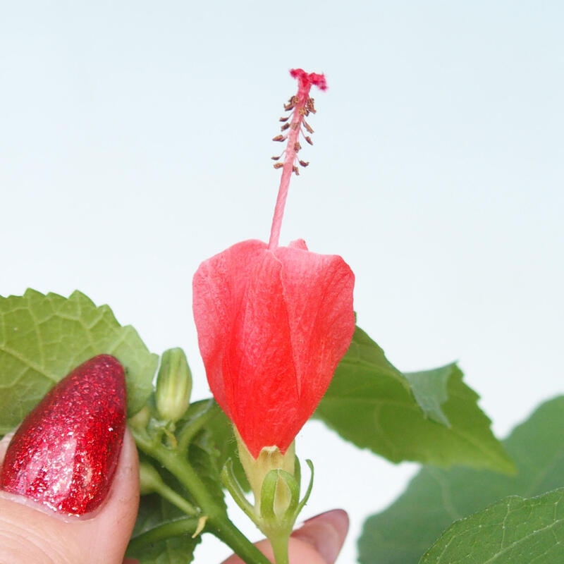Bonsaï d'intérieur - Malvaviscus arboreus