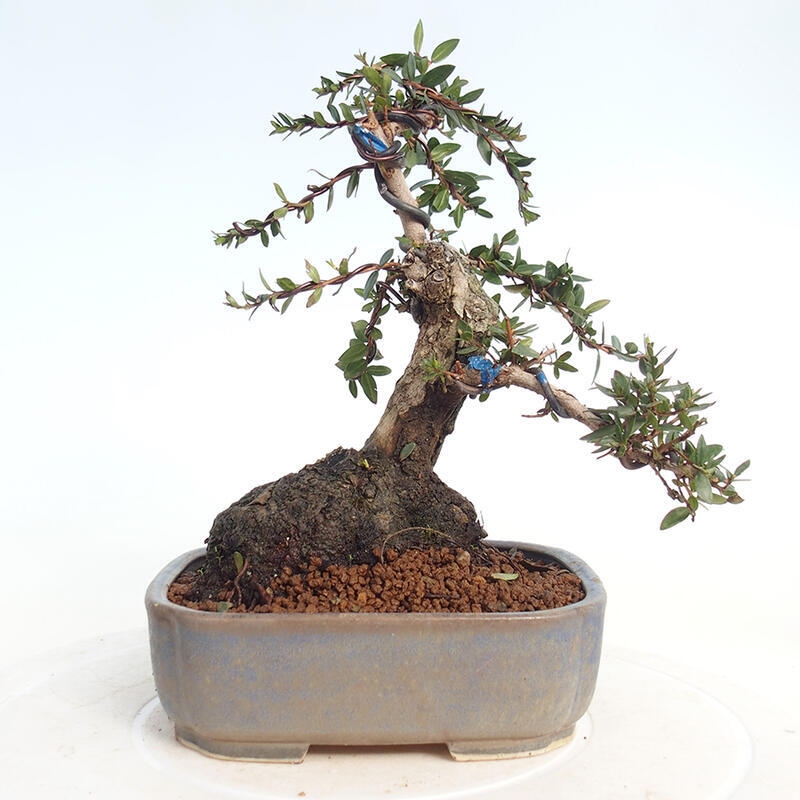 Bonsaï de chambre - Myrtus communis - Myrte
