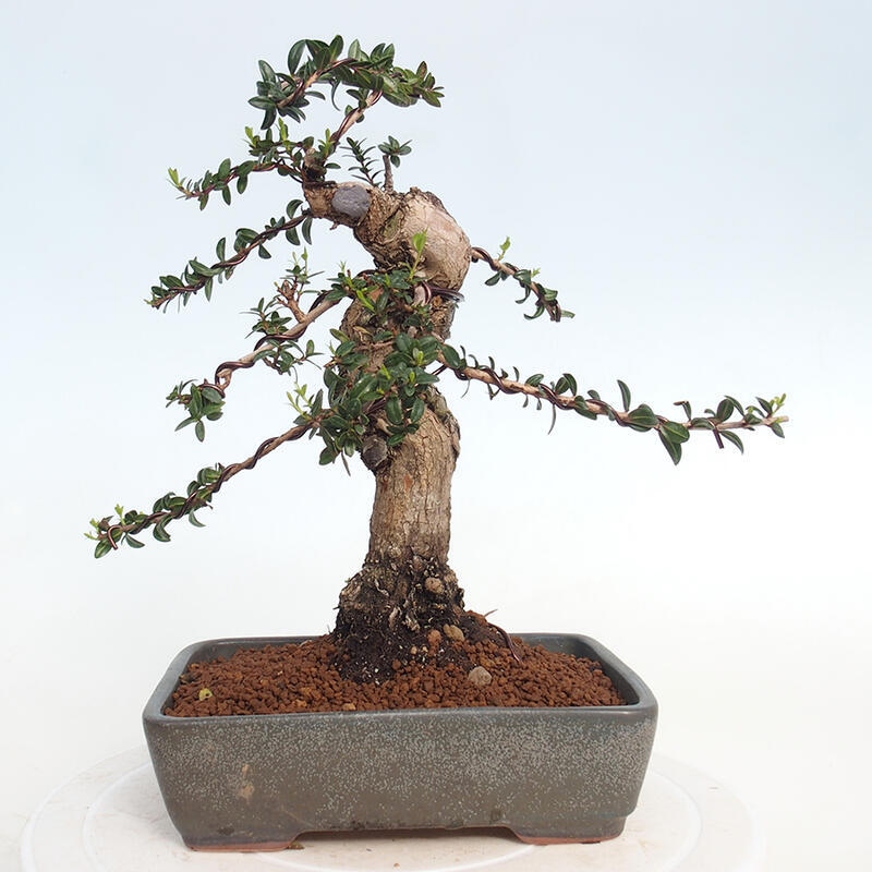 Bonsaï de chambre - Myrtus communis - Myrte