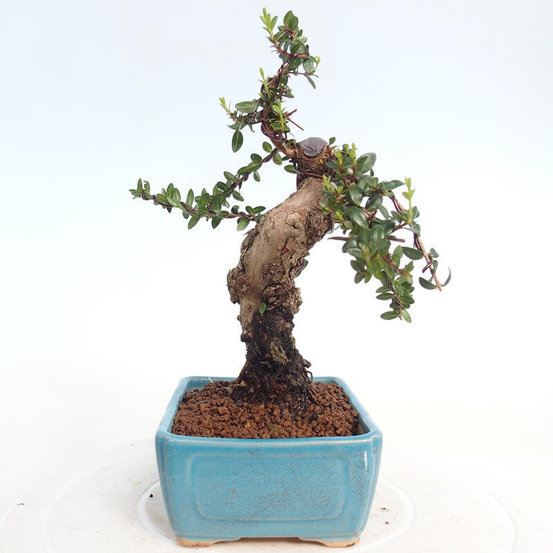 Bonsaï de chambre - Myrtus communis - Myrte
