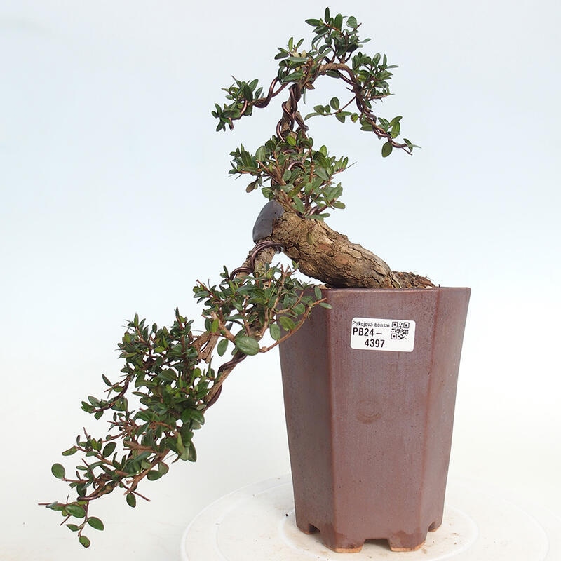 Bonsaï de chambre - Myrtus communis - Myrte