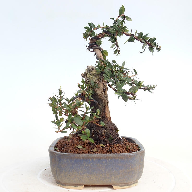 Bonsaï de chambre - Myrtus communis - Myrte