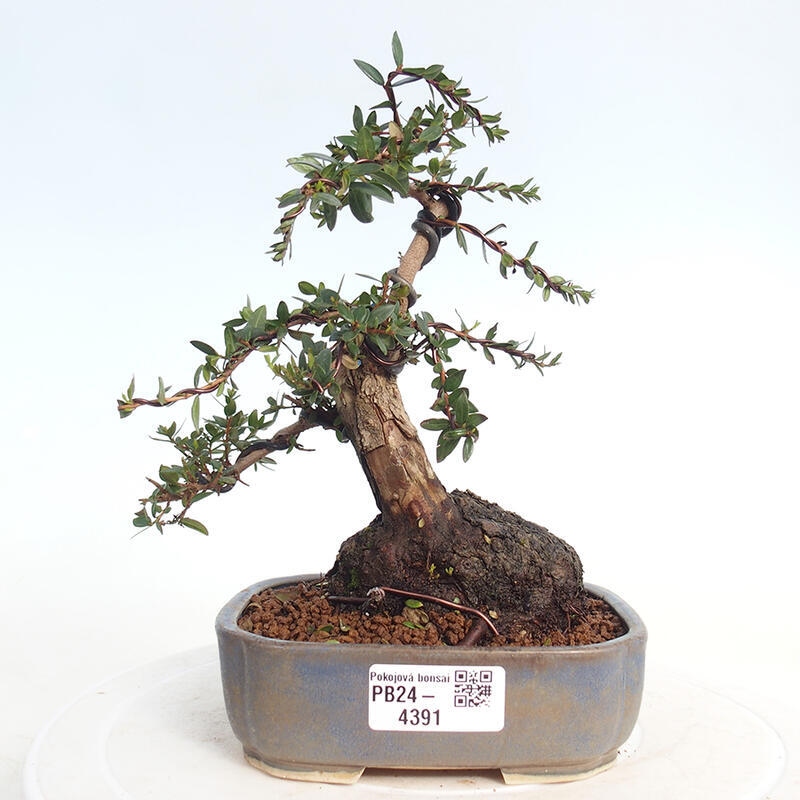 Bonsaï de chambre - Myrtus communis - Myrte