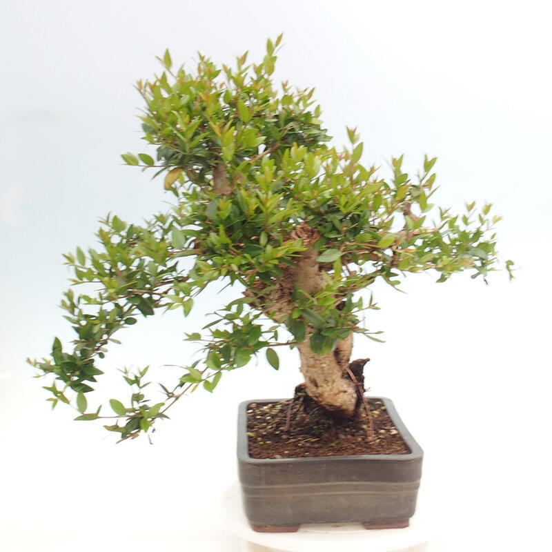 Bonsaï de chambre - Myrtus communis - Myrte
