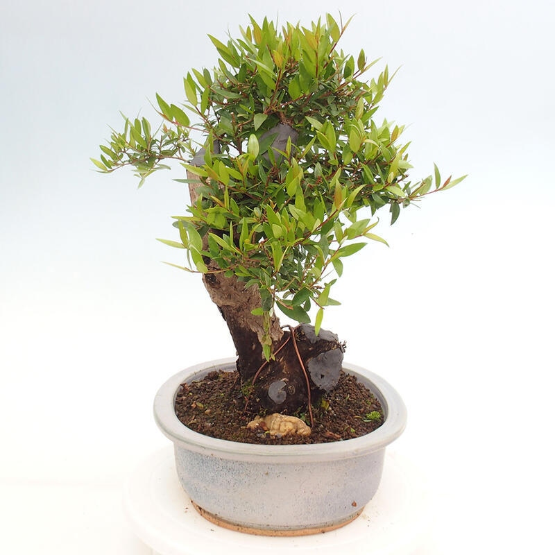 Bonsaï de chambre - Myrtus communis - Myrte