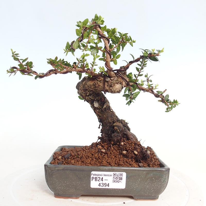 Bonsaï de chambre - Myrtus communis - Myrte