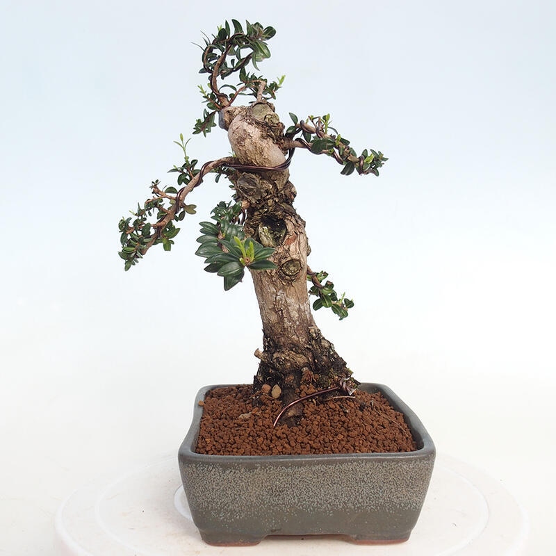 Bonsaï de chambre - Myrtus communis - Myrte
