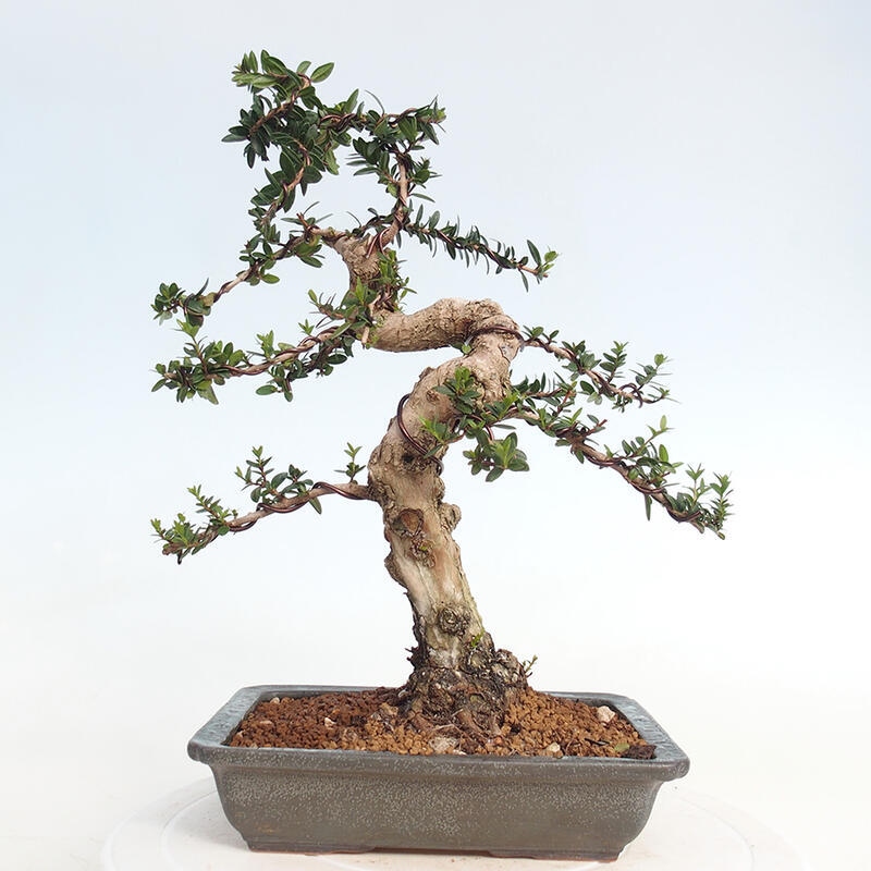 Bonsaï de chambre - Myrtus communis - Myrte