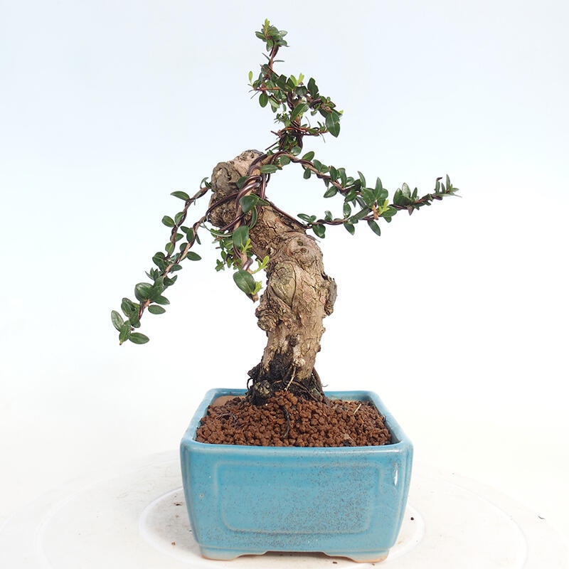 Bonsaï de chambre - Myrtus communis - Myrte