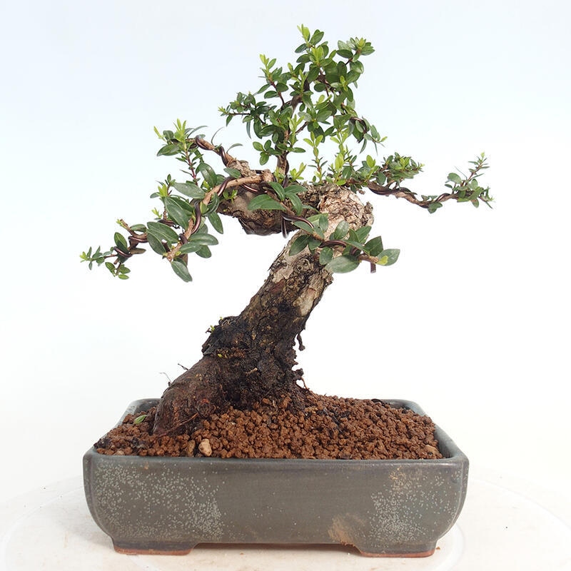 Bonsaï de chambre - Myrtus communis - Myrte