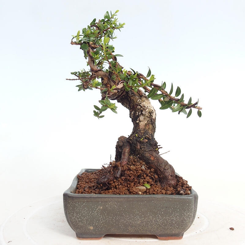 Bonsaï de chambre - Myrtus communis - Myrte