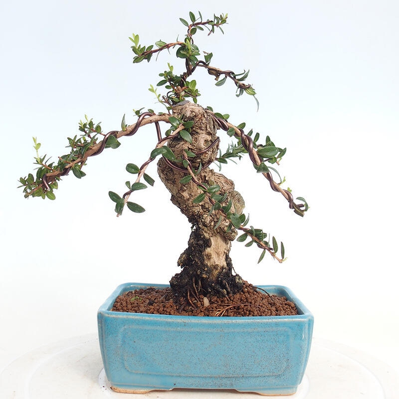 Bonsaï de chambre - Myrtus communis - Myrte