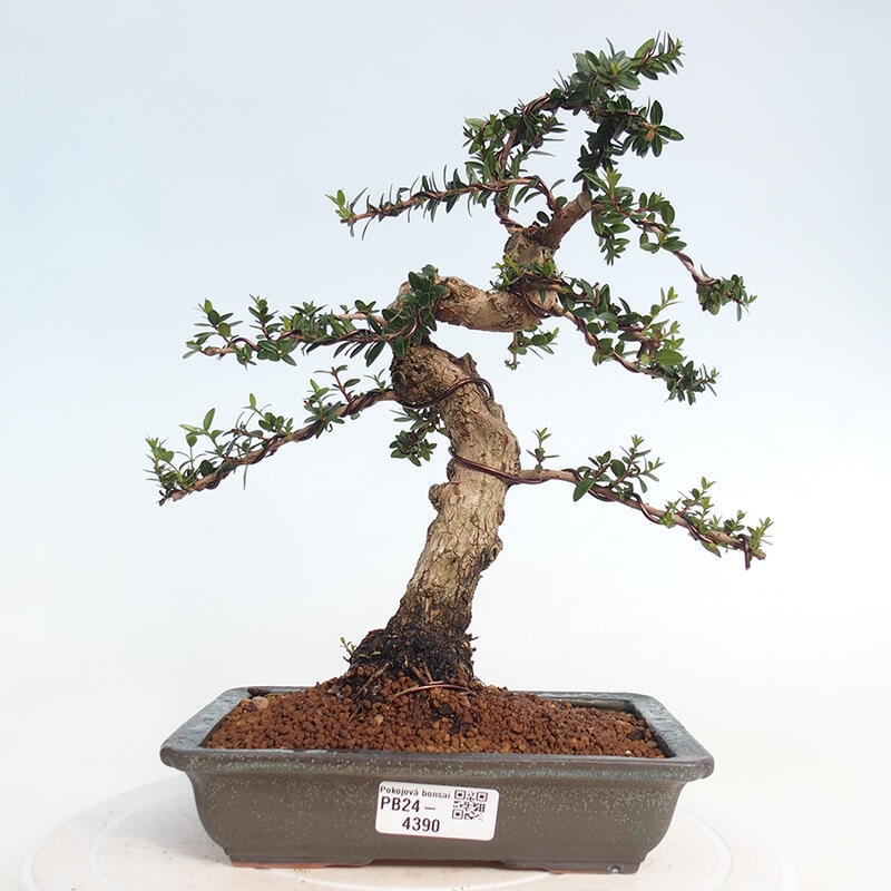 Bonsaï de chambre - Myrtus communis - Myrte