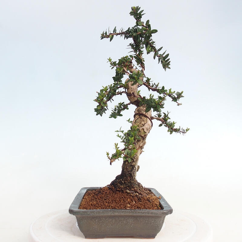 Bonsaï de chambre - Myrtus communis - Myrte