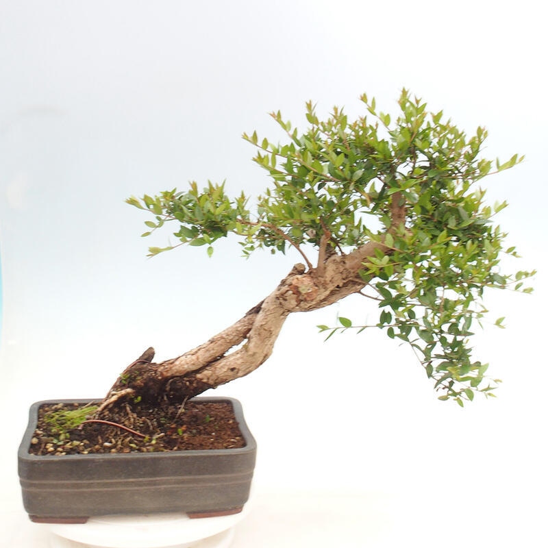 Bonsaï de chambre - Myrtus communis - Myrte