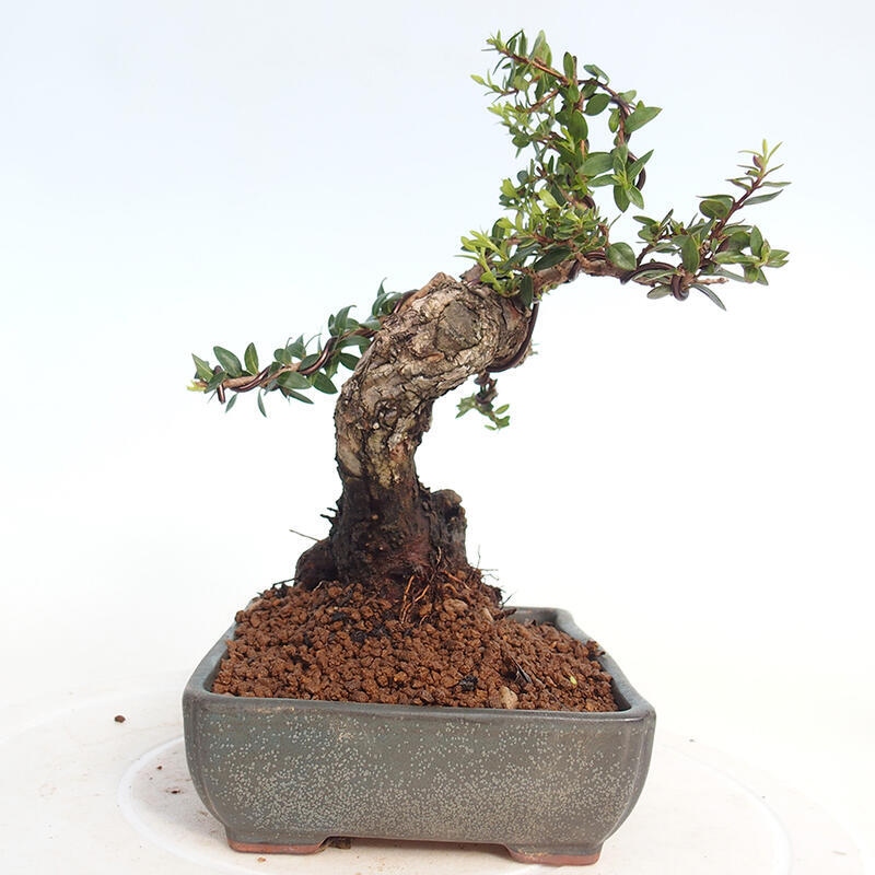 Bonsaï de chambre - Myrtus communis - Myrte