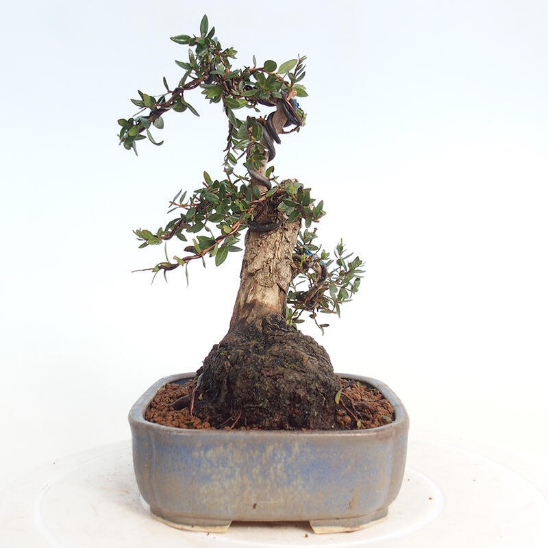 Bonsaï de chambre - Myrtus communis - Myrte