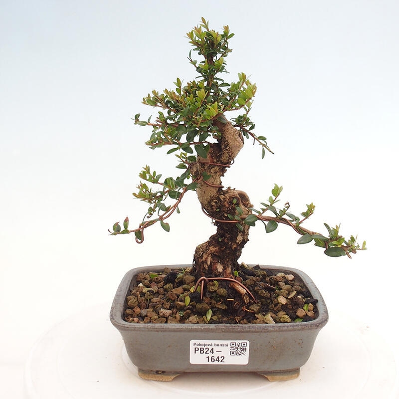 Bonsaï de chambre - Myrtus communis - Myrte