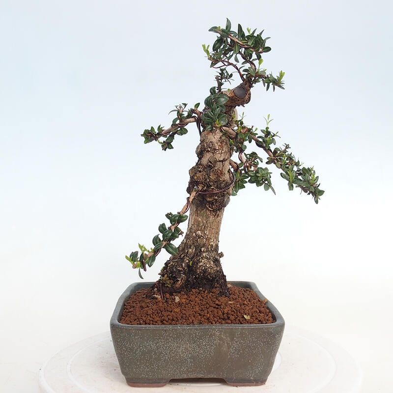 Bonsaï de chambre - Myrtus communis - Myrte