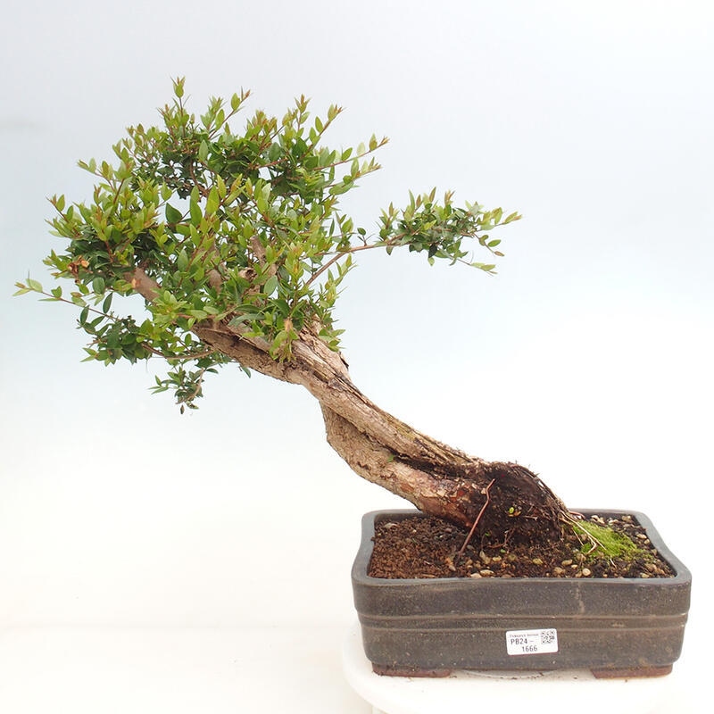 Bonsaï de chambre - Myrtus communis - Myrte