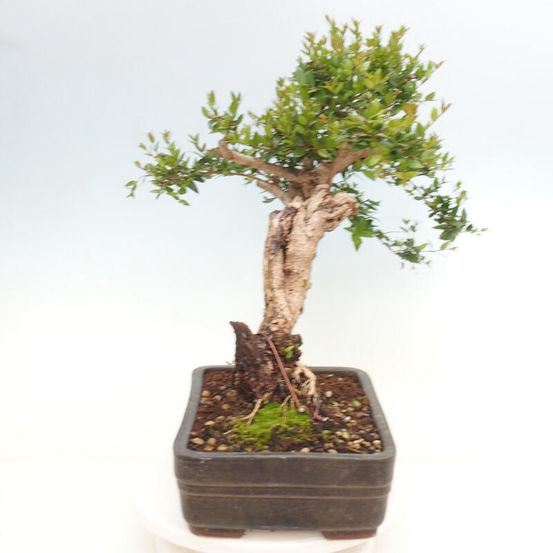 Bonsaï de chambre - Myrtus communis - Myrte